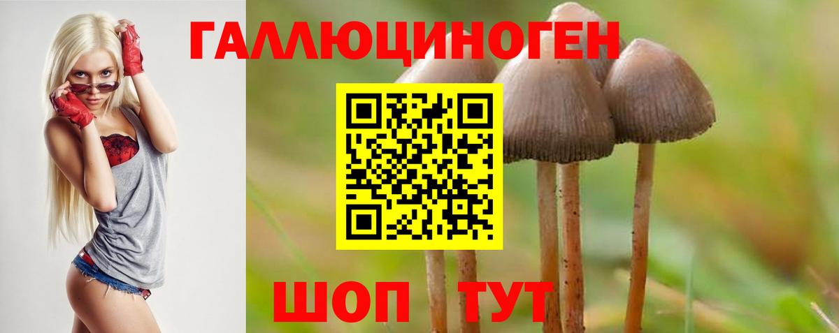 купить наркоту  Псилоцибиновые грибы MAGIC MUSHROOMS  Вход с VPN  Заводоуковск 